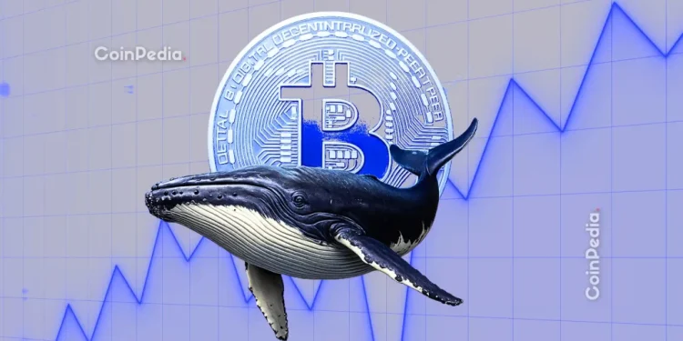 Bitcoin Whales Accumulate BTC as Exchange Supply Falls to 7-Year Low