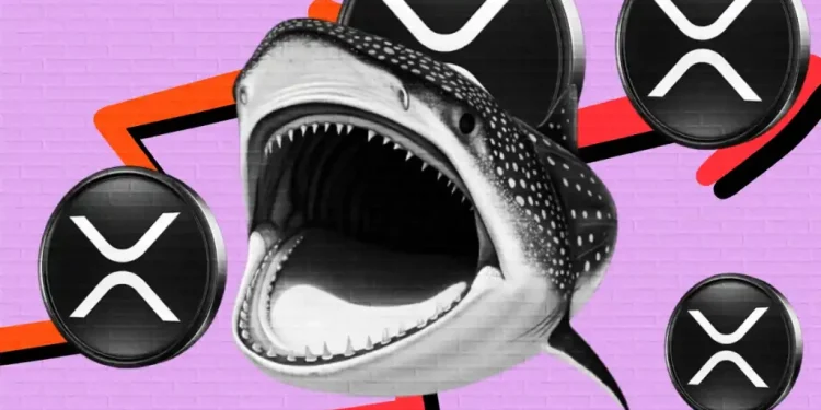 XRP Sees Major Liquidations While Whales Begin Accumulating Again